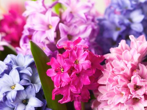 Hyazinthen Im Glas Liebe Deinen Garten