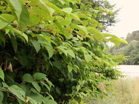 Japanischer Staudenknterich | Liebe Deinen Garten