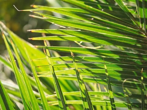 Kentia-Palme Pflege | Liebe Deinen Garten