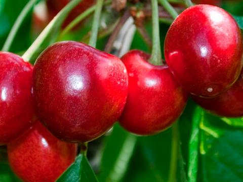 dnger in english TerraDomi Herbstdnger Kali Dnger Kalium Dnger I Wurzelstrkung und  Pflanzenkrftigung  TerraDomi Onlineshop