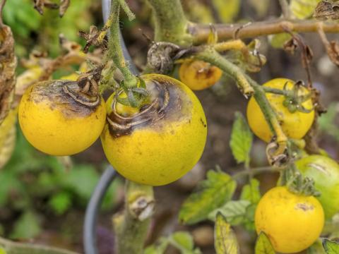 Tomatenpflanzen richtig dngen: Wie lange und womit?