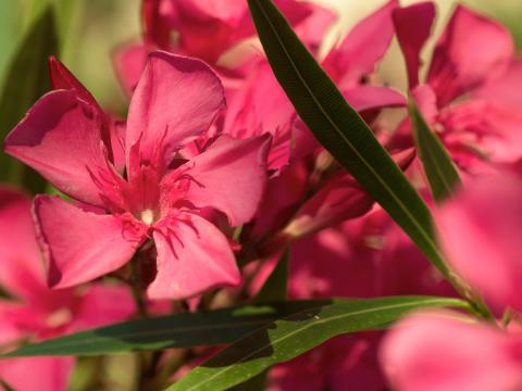 Kirschlorbeer pflanzen und pflegen | Liebe Deinen Garten