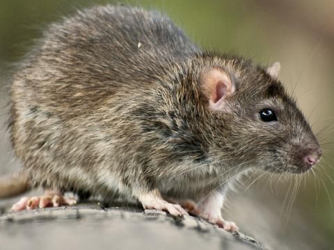 Ratten Bekampfen Liebe Deinen Garten