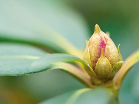 Rhododendron  Pflege | Liebe Deinen Garten AT