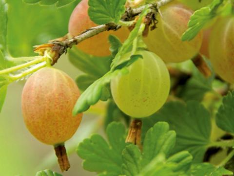 welchen dünger für welche pflanzen Purgrün Zimmerpflanzen-Dünger 1 Liter