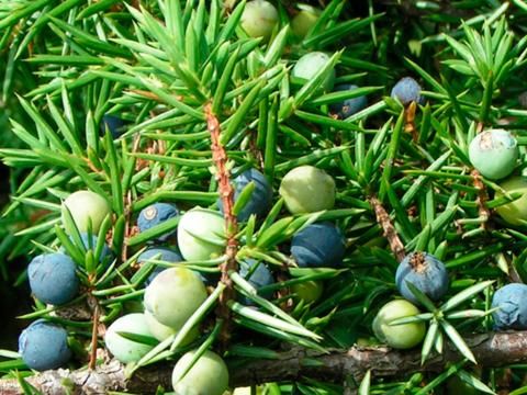 alnatura aloe vera saft nu3 Bio Aloe vera-Saft: Direktsaft ohne Zucker kaufen