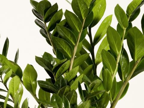 Zamioculcas (Glcksfeder) pflegen | Liebe deinen Garten