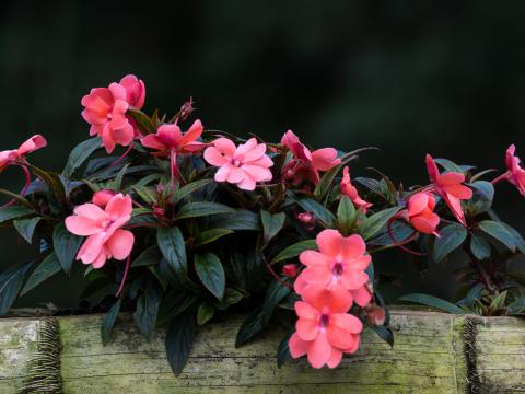 Fleiiges Lieschen: Pflege & Tipps | Liebe deinen Garten
