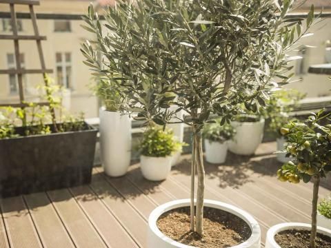 Anzucht & Pflege | Liebe Deinen Garten AT