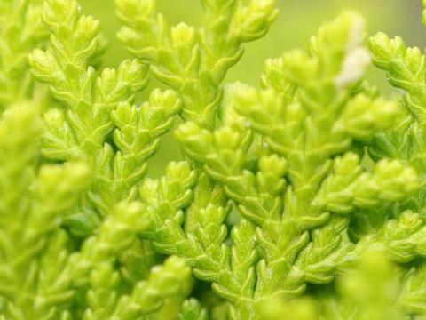 thuja smaragd 140-160 kaufen Lebensbaum Thuja occidentalis Smaragd 120-140 cm Höhe Ballenware main image 0