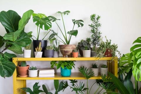 Why To Put Your Indoor Plants In The Rain | Love The Garden
