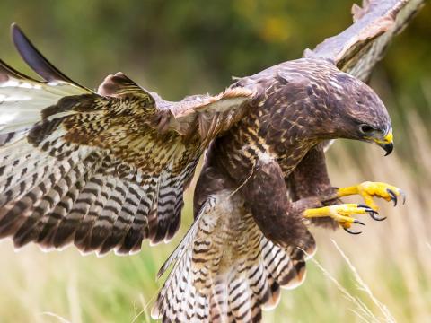 Identify birds of prey