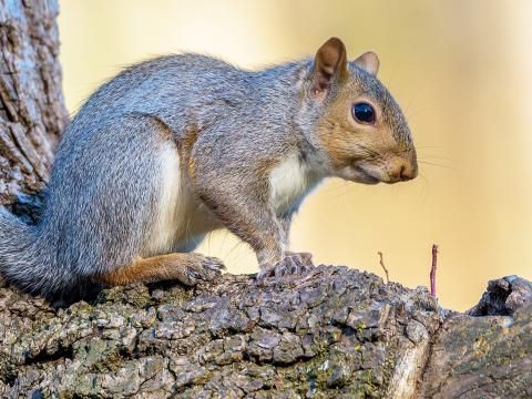A guide to what squirrels eat | Love The Garden
