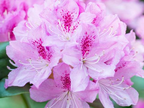A guide to ericaceous plants and soil type | Love The Garden