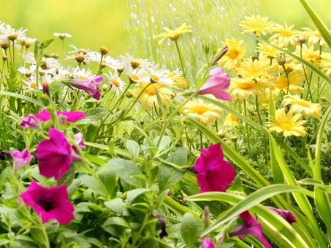 A Guide To Feeding Border Plants Love The Garden A Guide To Feeding Border Plants Love, How Often Do You Feed Bedding Plants