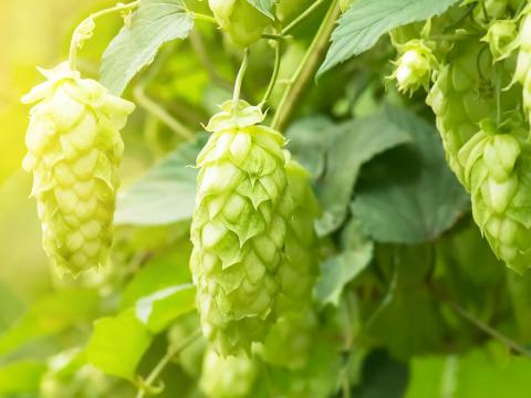 A Complete Guide To Growing Hops At Home | Love The Garden