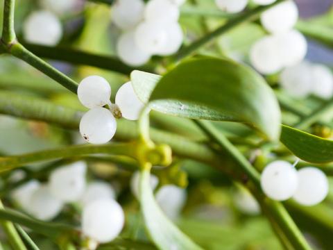 Terre De Bruyère Floragard 20L - Pour Plantes Acidophiles (Rhododendrons, Azalées...)