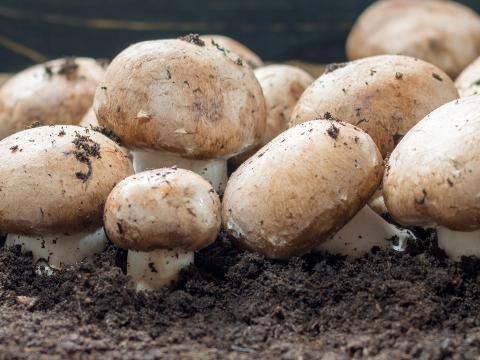 A Guide To Growing Mushrooms | Love The Garden