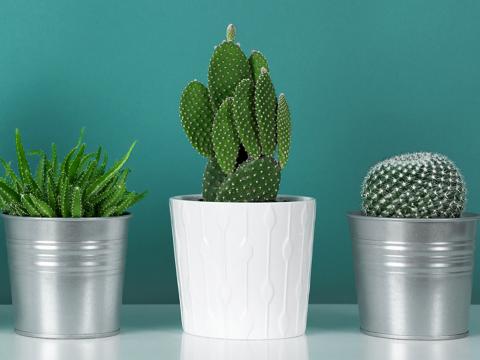 Les Meilleures Plantes De Bureau La Pause Jardin