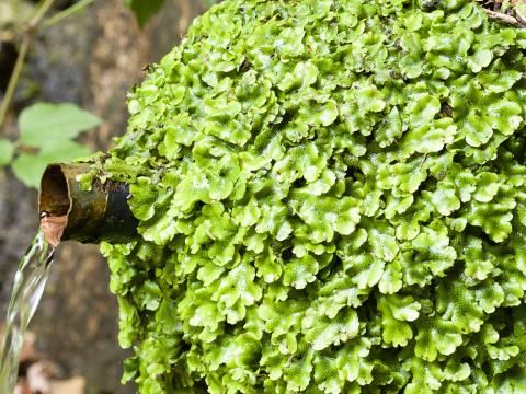 Liverworts - treatment and control | Love The Garden