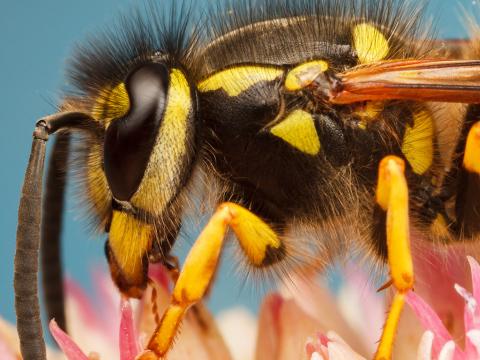 Eliminer Les Guepes Et Frelons Et Detruire Leurs Nids La Pause Jardin