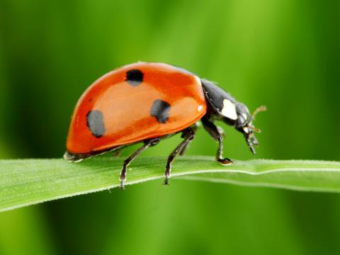 11 Fascinating Ladybird Facts Lovethegarden