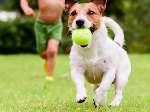 onion grass toxic to dogs