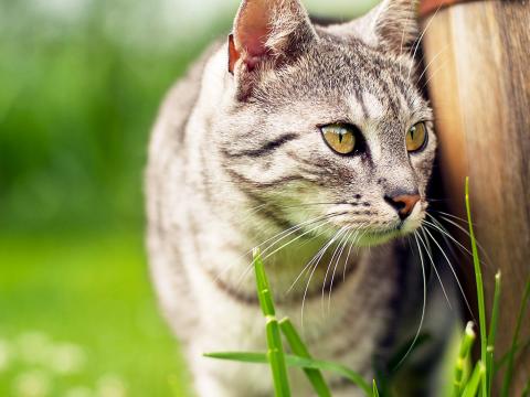 Scaredy Cat plant Coleus Canina keep cats out of your garden