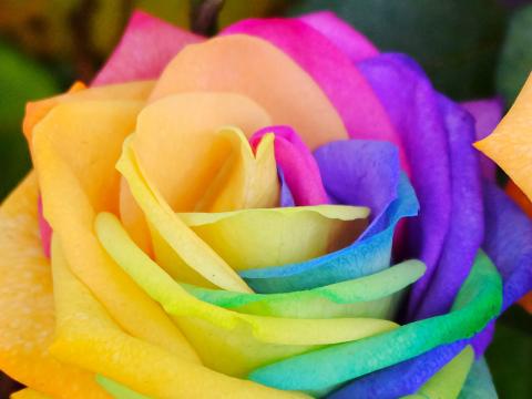 Natural Rainbow Rose