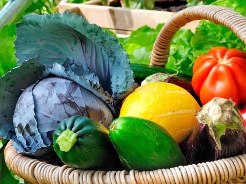 Natural pesticide shop for garden