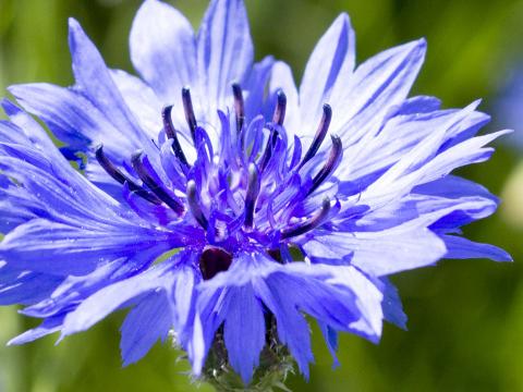 How To Grow And Care For Cornflower Lovethegarden