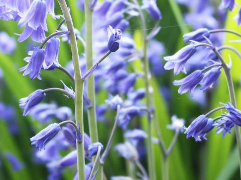 How To Grow and Care For Bluebells