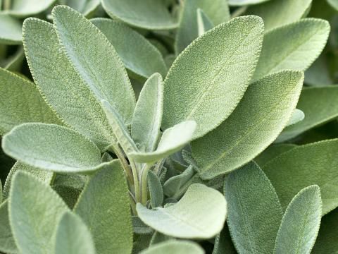 How to grow and care for sage | Love The Garden