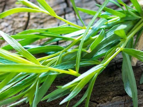 Image of Tarragon herb