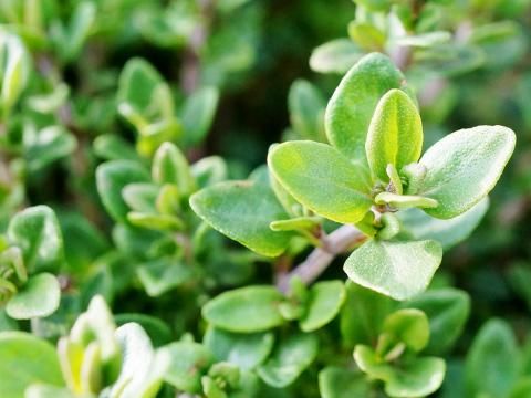 How to grow and care for thyme | Love The Garden