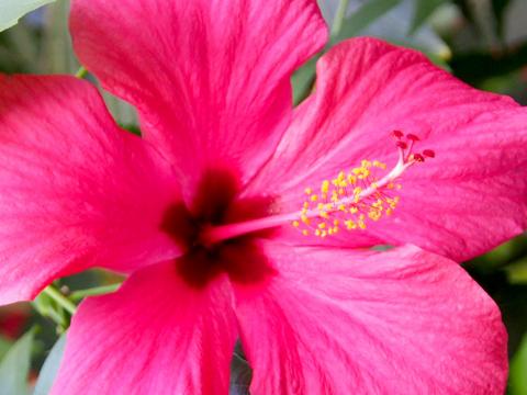 How To Grow And Care For Hibiscus Lovethegarden