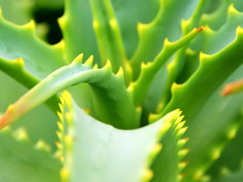 How To Grow and Care For Aloe Vera | Love The Garden
