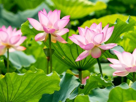 How To Grow And Care For Waterlilies Lovethegarden