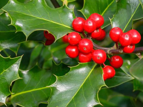 How To Grow And Care For Holly Lovethegarden How To Grow And Care For Holly Lovethegarden