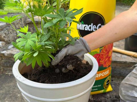 Miracle-Gro - The Official UK Site
