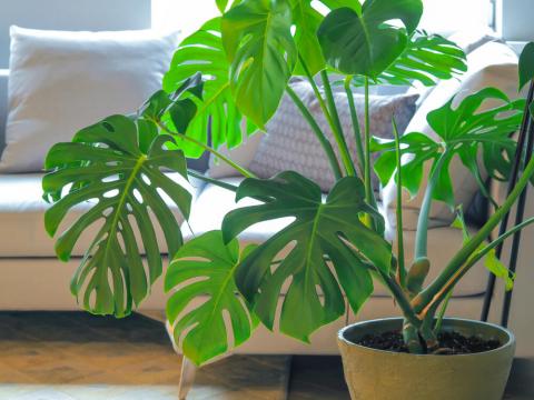 Monstera pflanzen, pflegen, schneiden: Tipps & Tricks