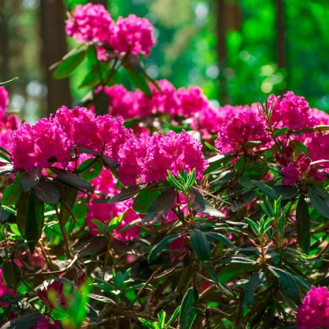 Taillez vos-rhodos comme un expert | I Love My Garden