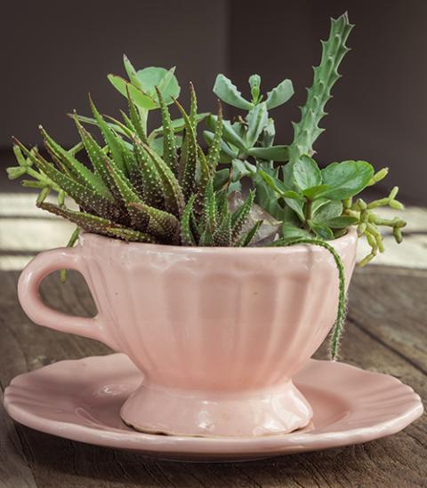 DIY Succulent Teacup Planter | Love The Garden