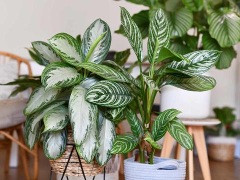 monstera plant tattoo Monstera Leaves Temporary Tattoo – Donna D's Boutique main image 0