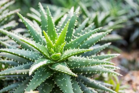 Discover The Benefits Of Indoor Plants | Love The Garden