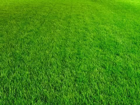 different types of lawns