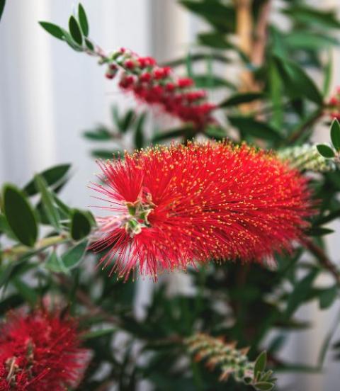 How to Grow Care For Bottlebrush in 5 Simple Steps
