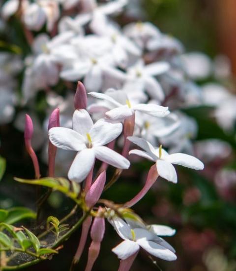 жасмин How To Grow And Care For Jasmine In 5 Easy Steps | Scotts Australia