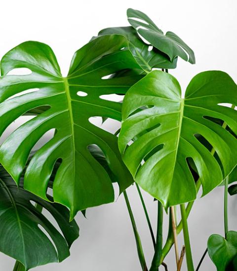 Monstera Deliciosa 抹香臭い Green Monster “IKEDA”