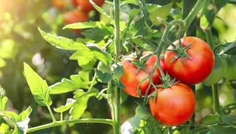 Grow Tomatoes Like a Pro with 9 Expert Growing Tips!